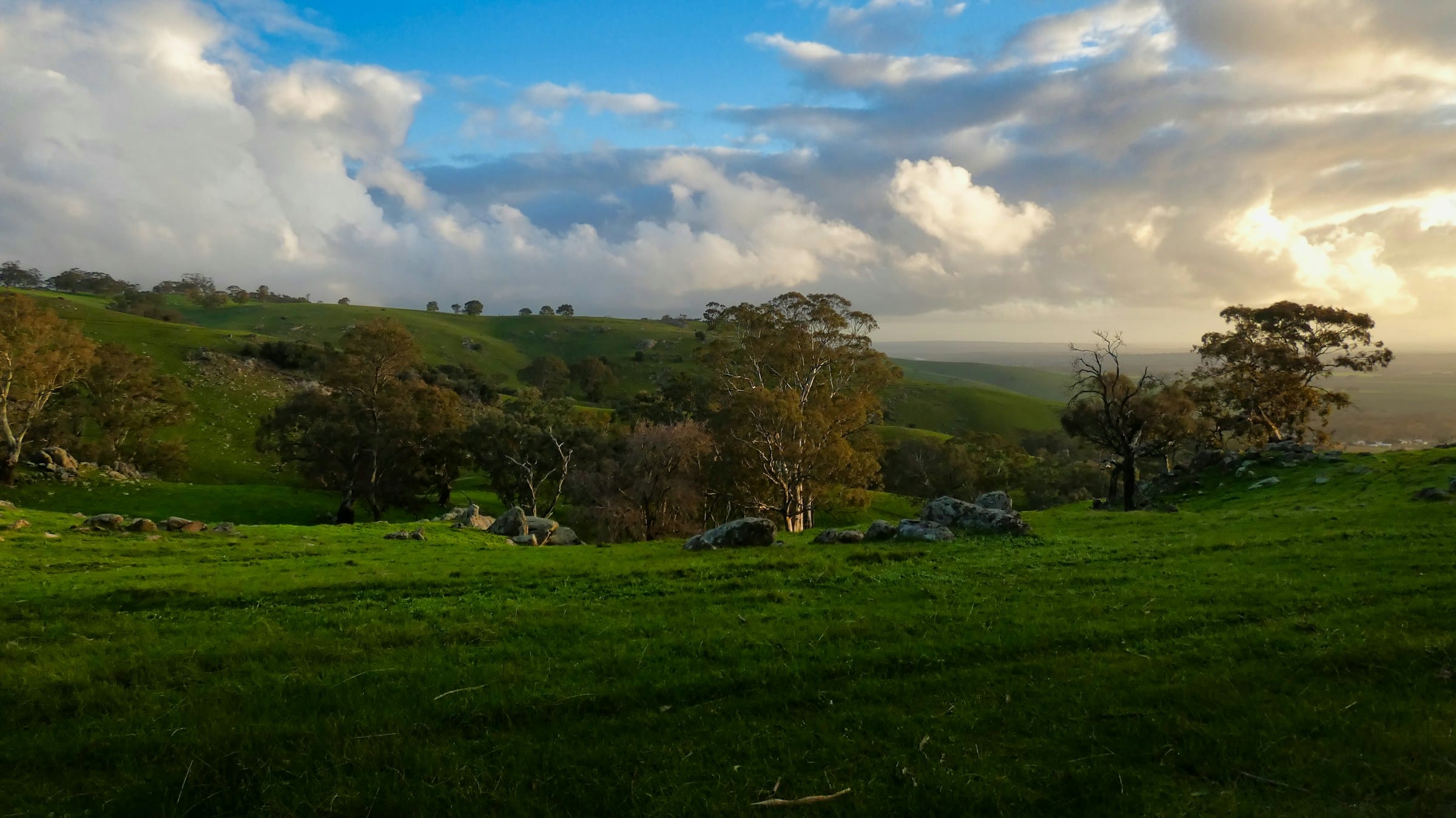 Green grass field under blue sky in Barossa Valley, Australia.